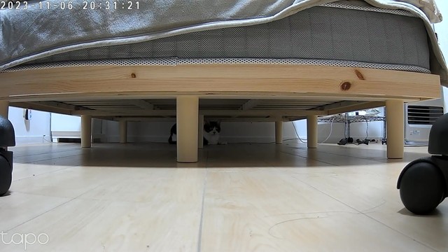 保護猫チェン、譲渡