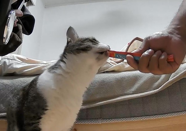 保護猫チェン、譲渡