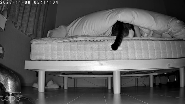 保護猫チェン、譲渡