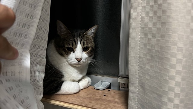 保護猫チェン、譲渡