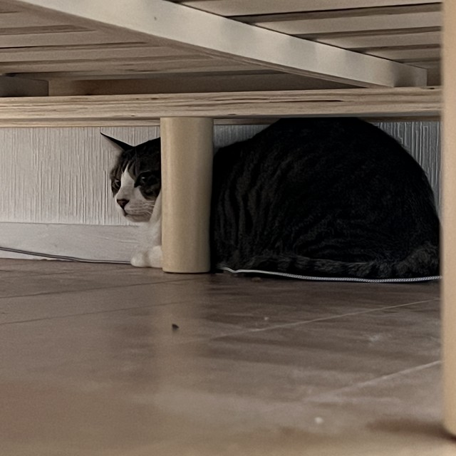 保護猫チェン、譲渡