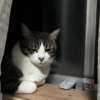保護猫チェン、譲渡