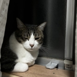 保護猫チェン、譲渡