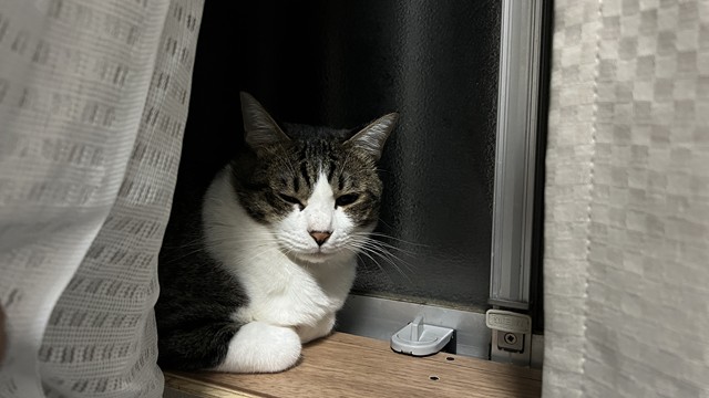 保護猫チェン、譲渡